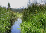 Creek Grass