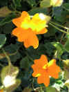 Orange Blossom Special