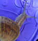 snail-on-blue.jpg (40628 bytes)