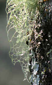 Tree Moss
