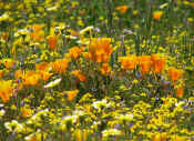 California Poppies and Friends