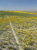 Yellow Path